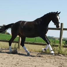 Trakehner Helmuth von hestebjerggaard