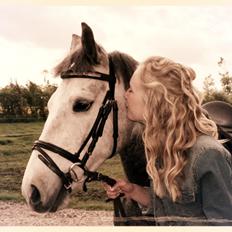 New Forest | Cavallino |