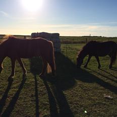 Anden særlig race Sölvi tideligere Ismeal