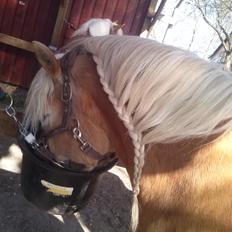 Haflinger Medusa (Bygger)