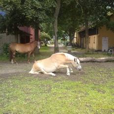 Haflinger Medusa (Bygger)