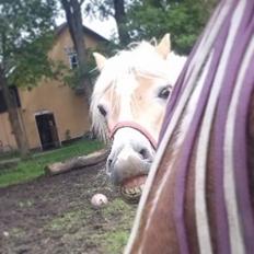 Haflinger Medusa (Bygger)