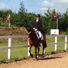 Welsh Cob (sec D) Chico A-pony