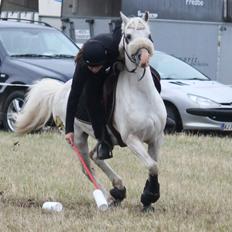 Welsh Pony (sec B) SKOVBJERGS BLAI