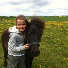Shetlænder Vestermøllens Lukas