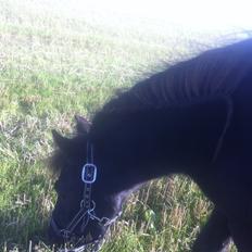 Shetlænder Vestermøllens Lukas