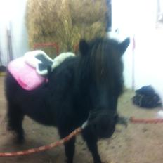 Shetlænder Vestermøllens Lukas