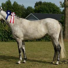 New Forest Marrondales Country Love