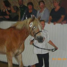 Haflinger Ferrari Bakkely