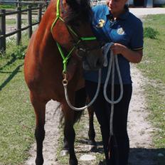 Islænder Askja fra Birkegården