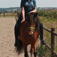 Islænder Askja fra Birkegården