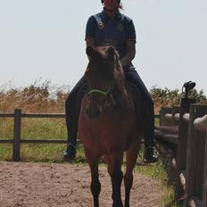 Islænder Askja fra Birkegården