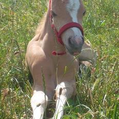 Welsh Mountain (sec A) pinkie pie