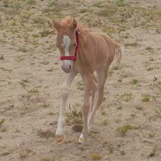 Welsh Mountain (sec A) pinkie pie