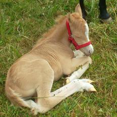 Welsh Mountain (sec A) pinkie pie