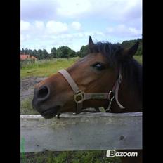 Anden særlig race Wendy *Himmelhest* [RIP]