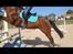 Welsh Partbred (Sec F) Donna "Hougård"  - Spriing :D