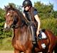 Welsh Cob (sec D) Llanwnen Sparkle