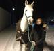 Belgisk varmblod Amaretto
