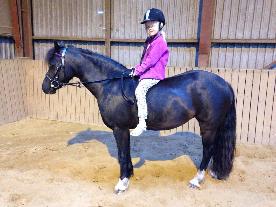 Welsh Pony af Cob-type (sec C) Fjordglimt Queen Gabbi billede 14