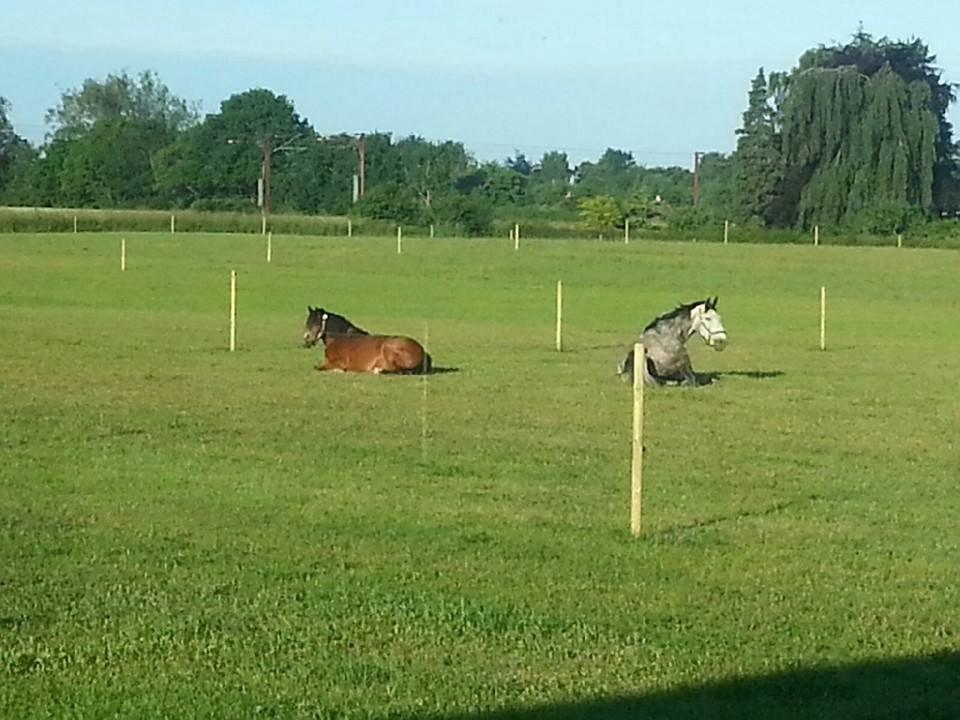 Welsh Pony af Cob-type (sec C) Mirain Amore Solgt 250814 billede 7