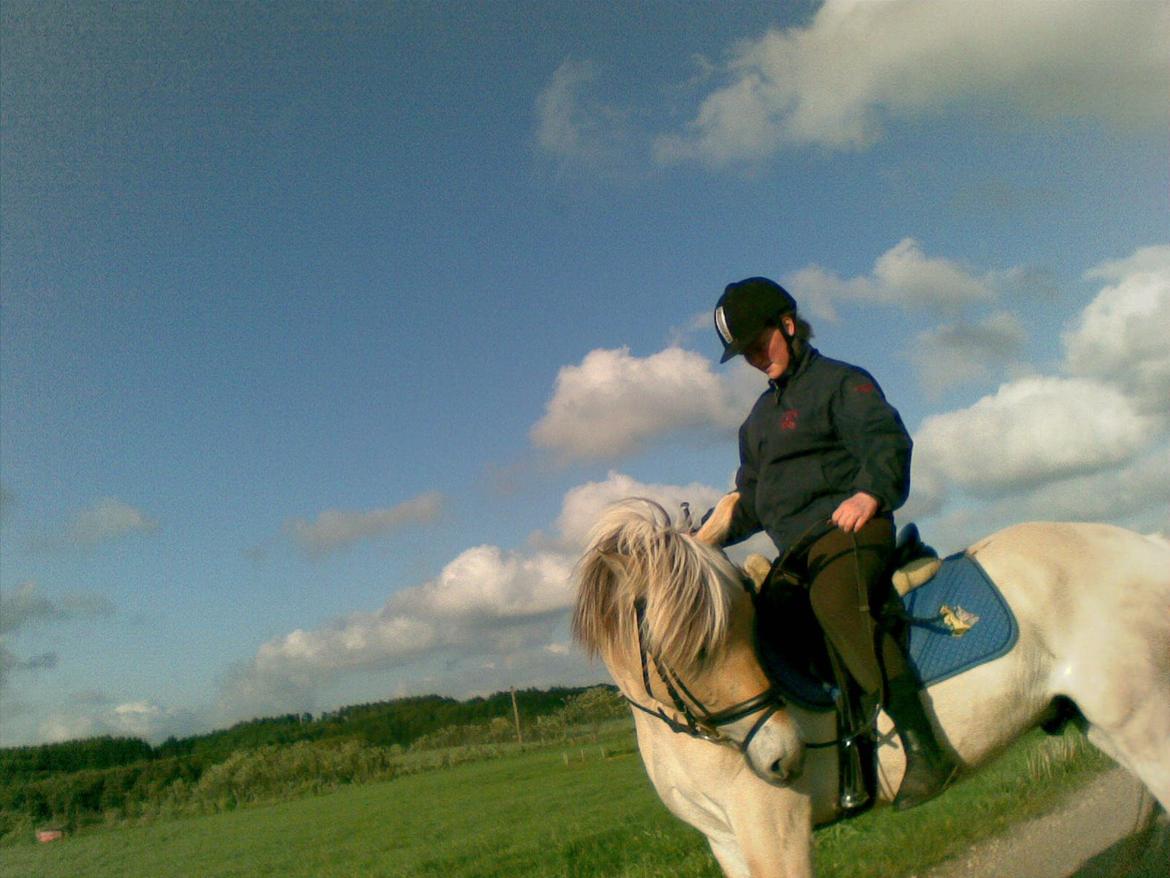 Fjordhest Kashmir billede 21