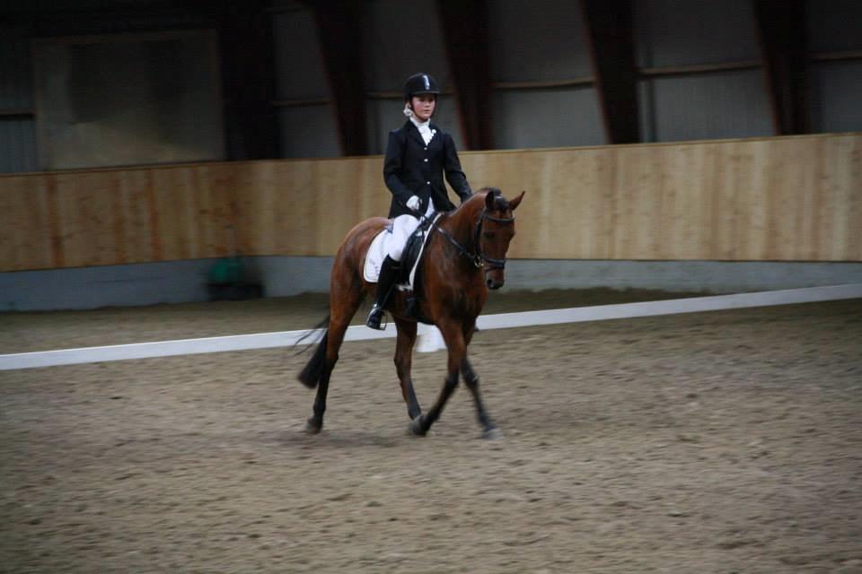 New Forest Solstrålens Idefix *STJERNE* billede 10