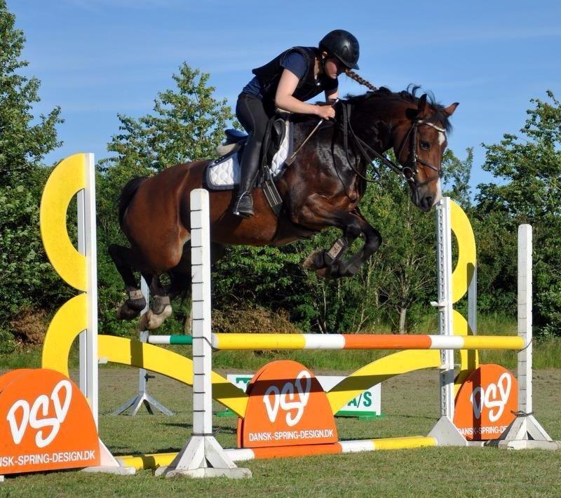 Welsh Cob (sec D) Llanwnen Sparkle billede 2