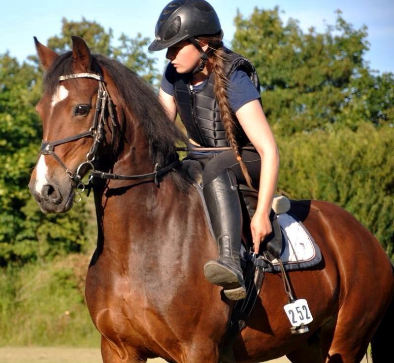 Welsh Cob (sec D) Llanwnen Sparkle billede 1