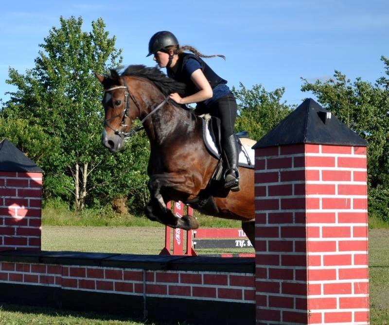 Welsh Cob (sec D) Llanwnen Sparkle billede 3