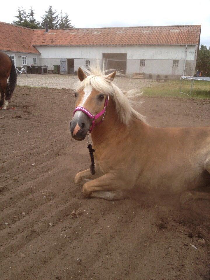 Haflinger LUCKY billede 1