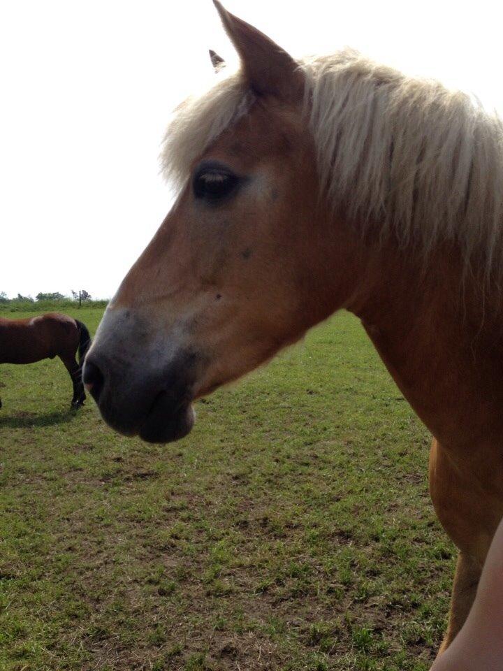 Haflinger LUCKY billede 4