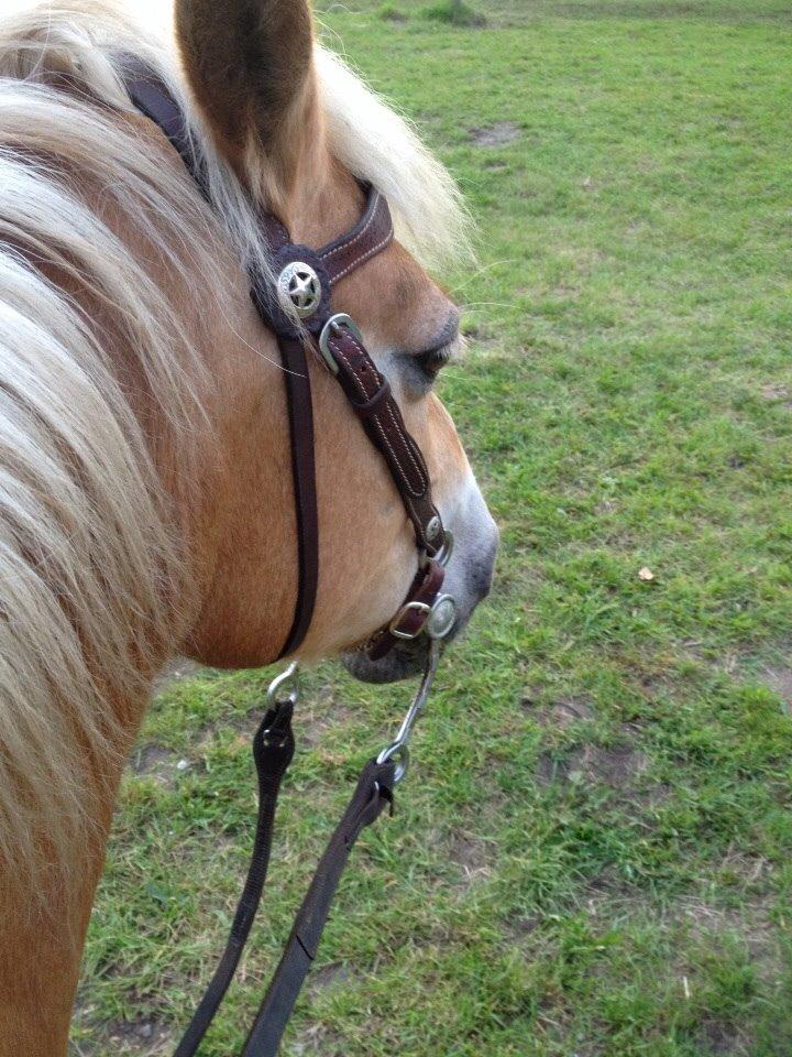 Haflinger LUCKY billede 5