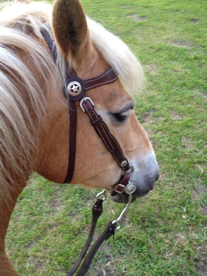 Haflinger LUCKY billede 6