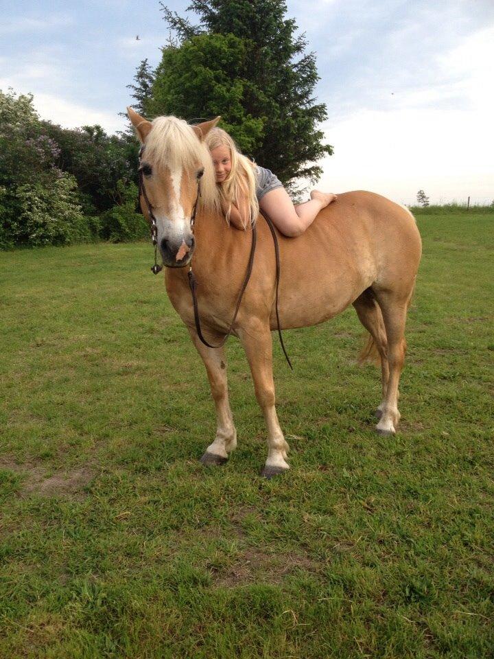 Haflinger LUCKY billede 7