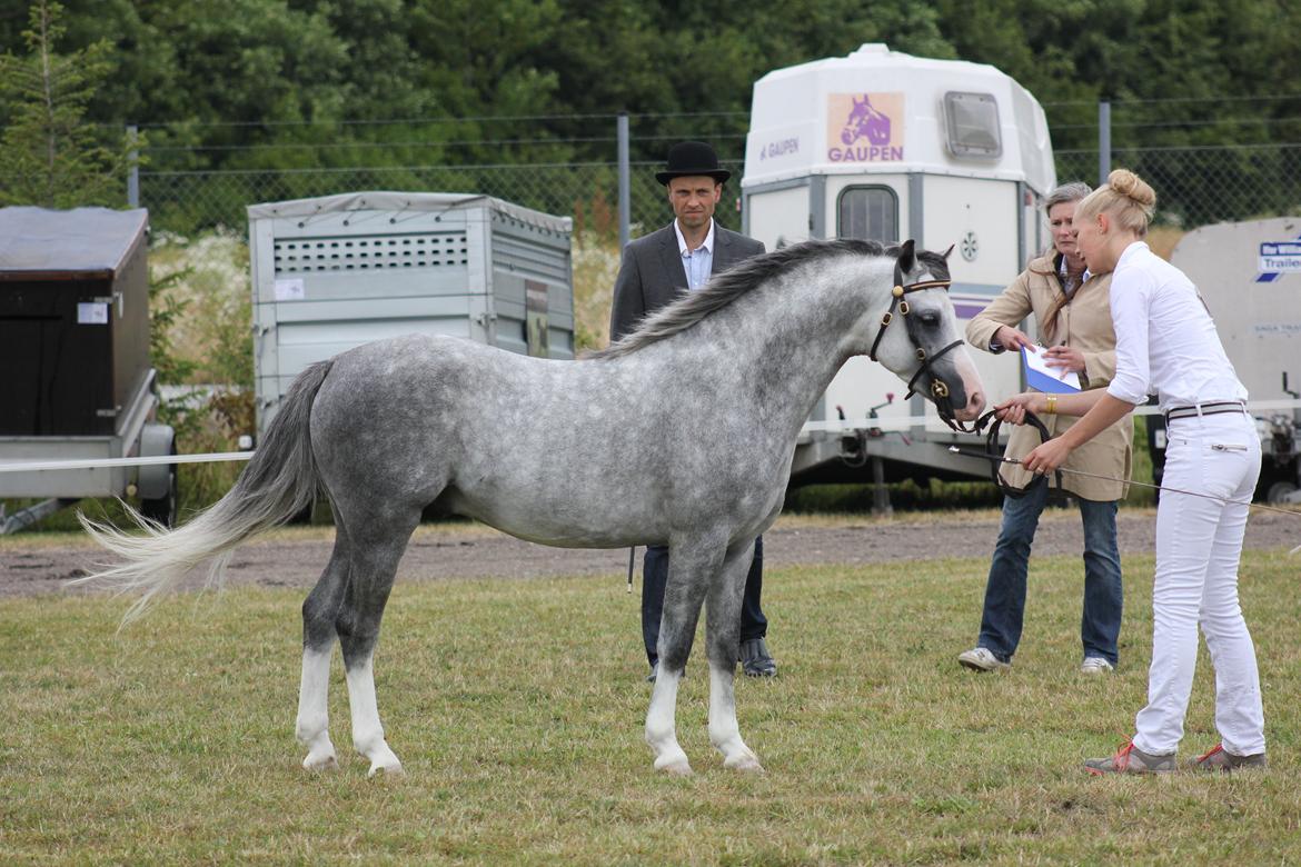 Welsh Pony (sec B) Bjerregårds Sonny Boy billede 9