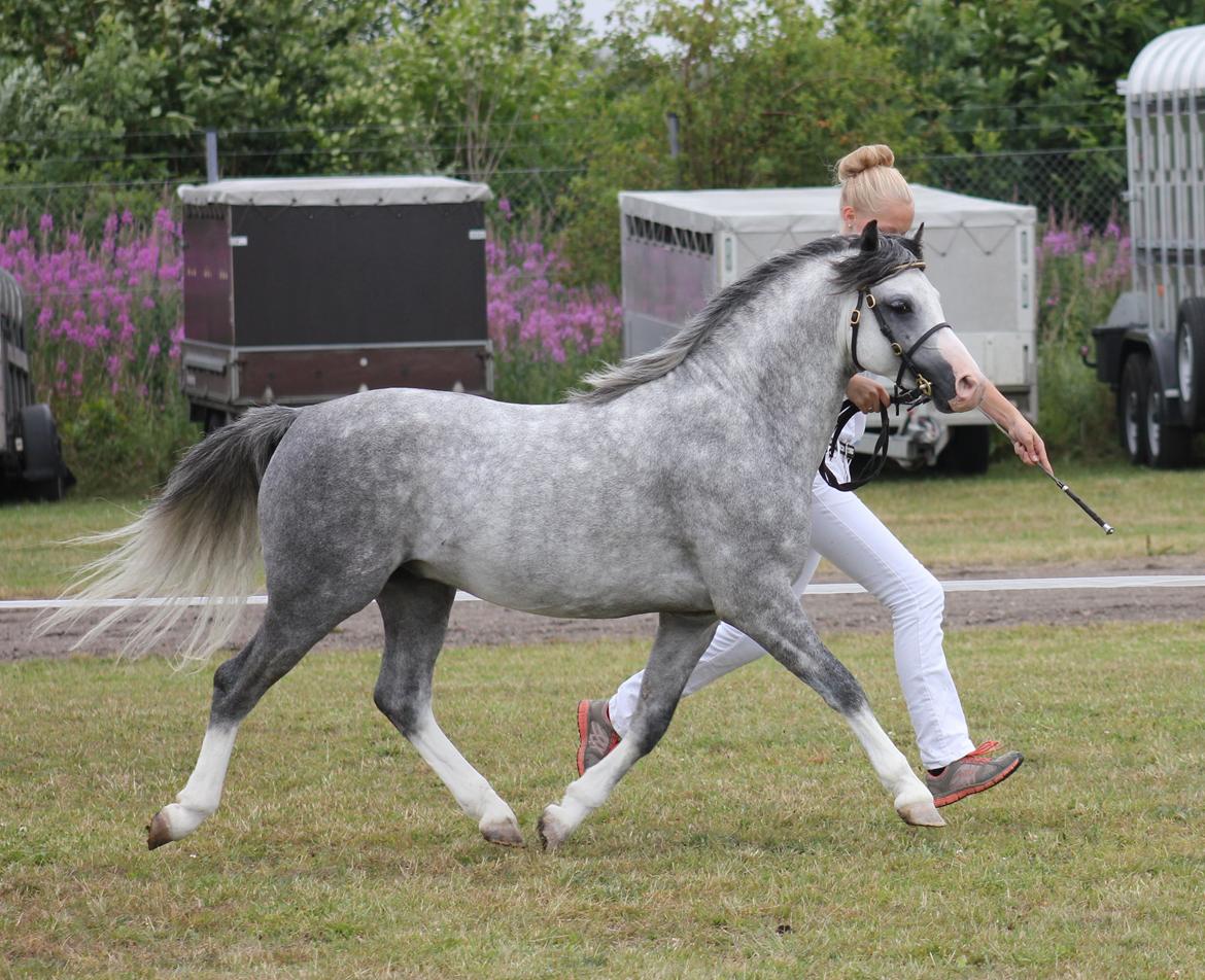 Welsh Pony (sec B) Bjerregårds Sonny Boy billede 19