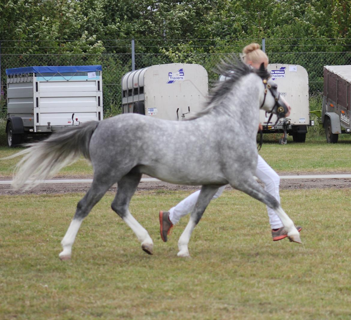 Welsh Pony (sec B) Bjerregårds Sonny Boy - Er lidt træt af kvaliteten men blev nød til at have det med for han går simpelthen fantastisk! :)  billede 20