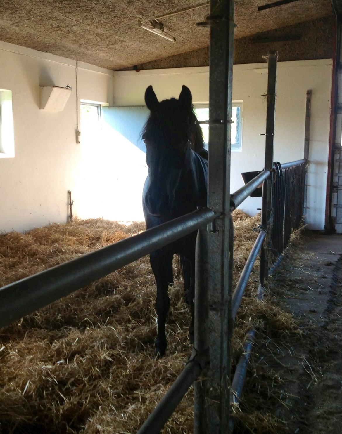 New Forest Remontes Sweet Swing (solgt) billede 2