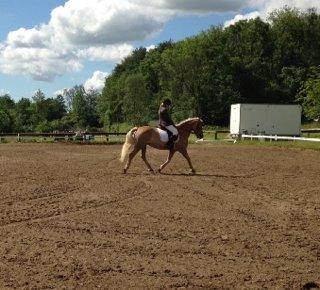 Haflinger Carola af lille Rosenlund billede 12