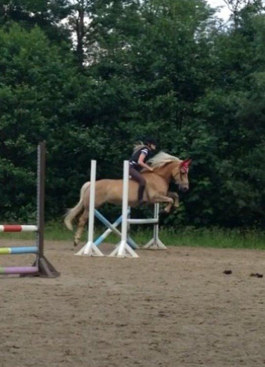 Haflinger Carola af lille Rosenlund billede 18