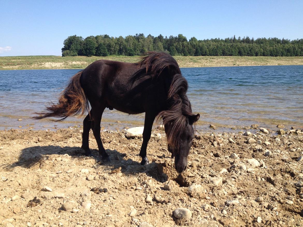 Shetlænder Peanut billede 9