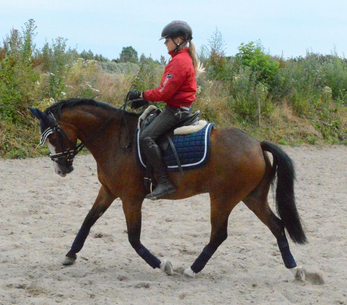 Welsh Pony (sec B) Korreborgs Alonzo billede 11