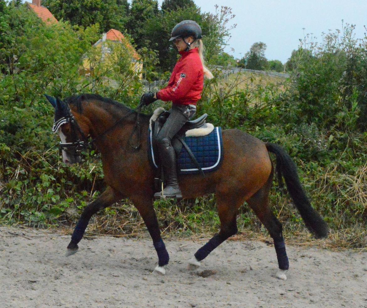 Welsh Pony (sec B) Korreborgs Alonzo billede 12