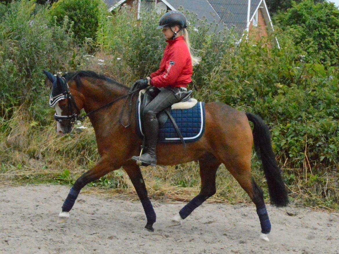 Welsh Pony (sec B) Korreborgs Alonzo billede 17