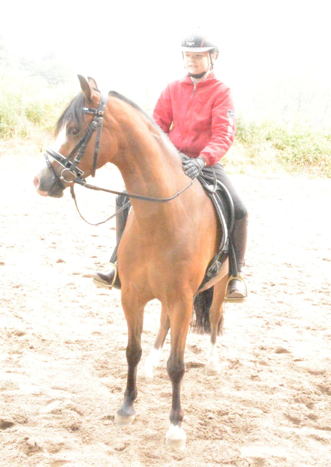 Welsh Pony (sec B) Korreborgs Alonzo billede 9