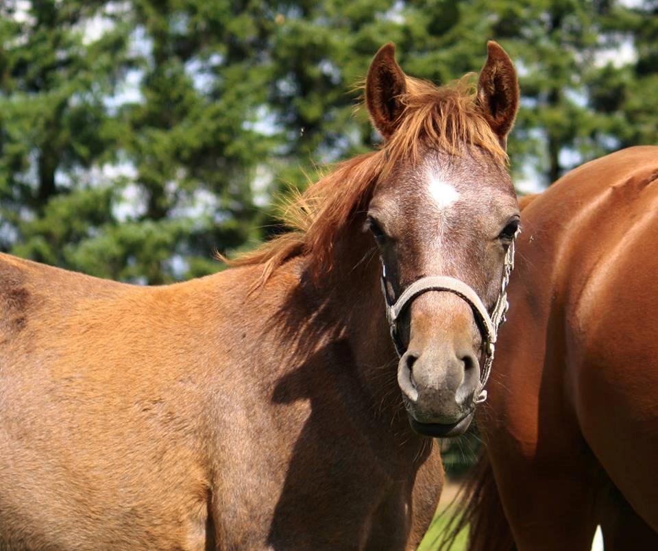 Arabisk fuldblod (OX) Taleb Zameel Ibn Finally billede 1