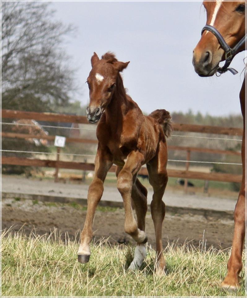 Arabisk fuldblod (OX) Taleb Zameel Ibn Finally billede 2