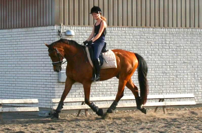 Dansk Varmblod Satchmo billede 9