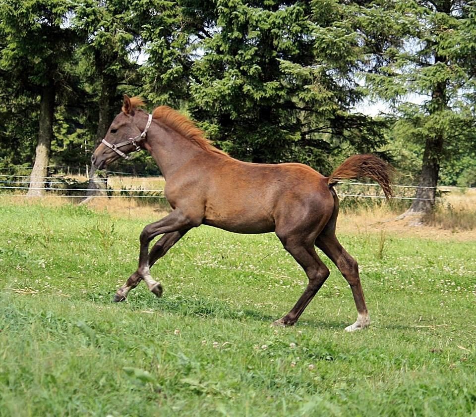 Arabisk fuldblod (OX) Taleb Zameel Ibn Finally billede 3